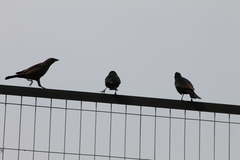 Molothrus bonariensis