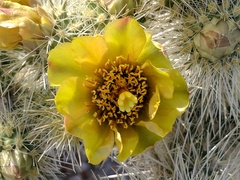 Cylindropuntia chuckwallensis