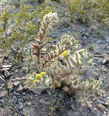 Cylindropuntia chuckwallensis