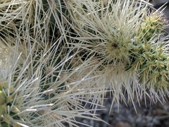 Cylindropuntia chuckwallensis