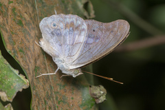 Eulaceura osteria