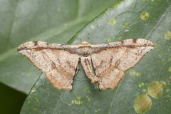 Hyposidra infixaria