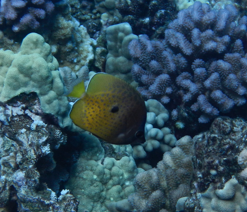 Blacklip Butterflyfish