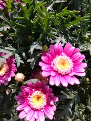 Asteraceae