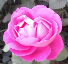 Rosa chinensis