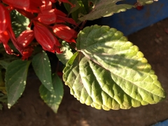 Salvia splendens