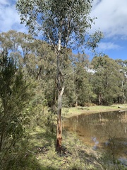 Eucalyptus ovata