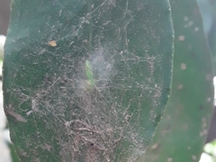 Lyssomanes pauper
