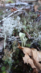 Cladonia carneola
