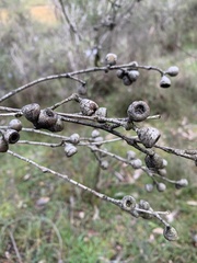 Eucalyptus pauciflora