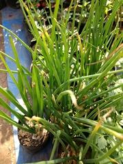 Asparagales