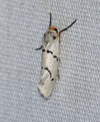 Enaemia atrolinea