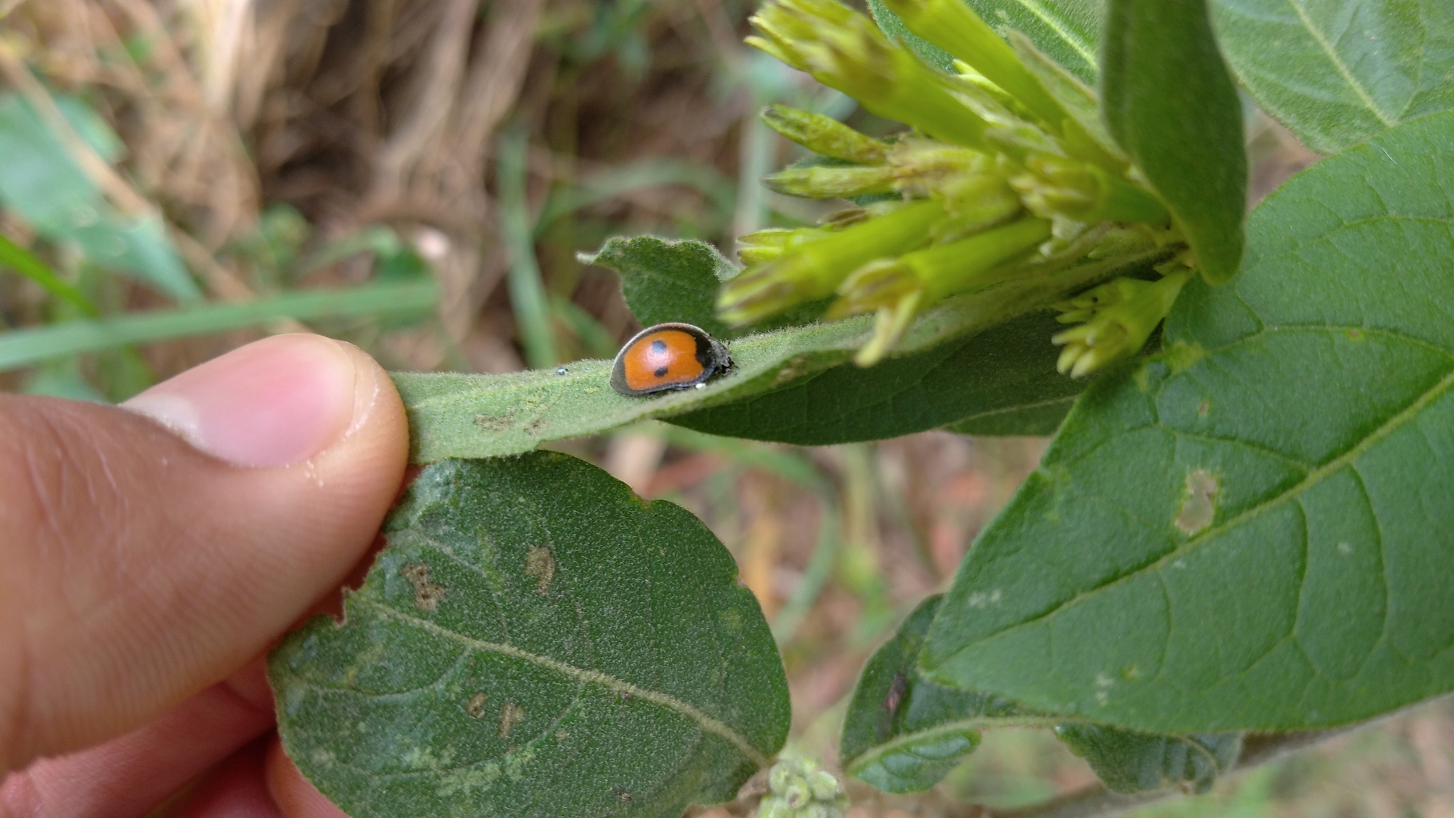 Toxotoma flavofasciata image