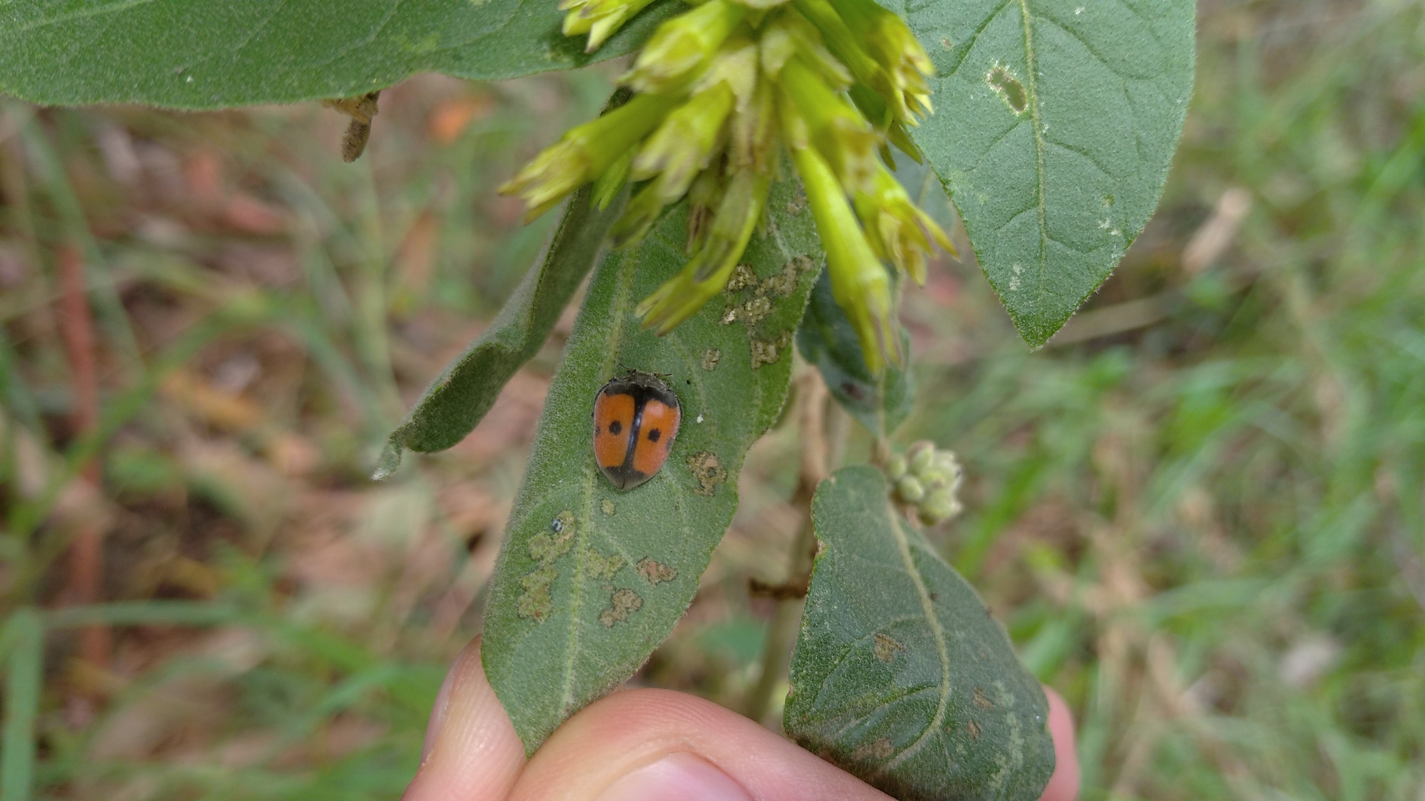 Coccinellinae image