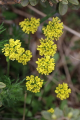 Draba oreades