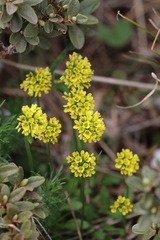 Draba oreades