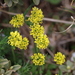 Draba oreades - Photo (c) sunwenhao90, some rights reserved (CC BY-NC), uploaded by sunwenhao90