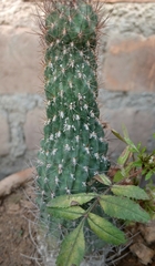 Cactoideae