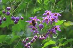 Solanum dulcamaroides