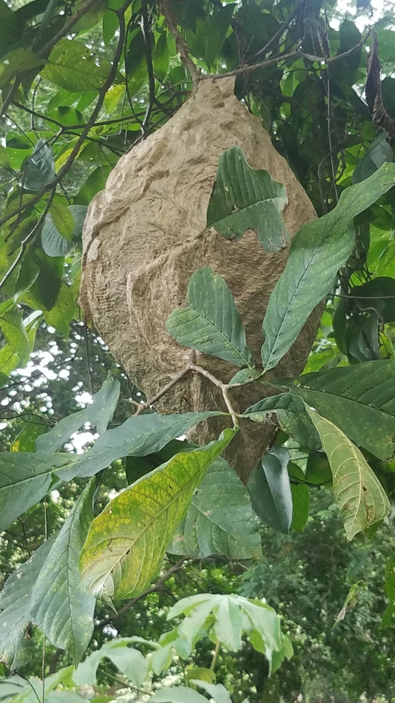 Agelaia areata