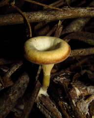 Fungi