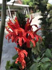 Pachystachys coccinea