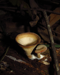 Fungi