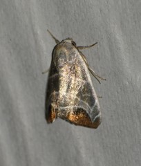 Bagisara praecelsa