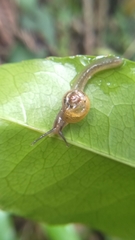 Helicarionoidea