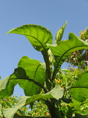 Verbesina crassiramea