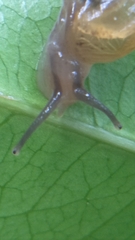 Helicarionoidea
