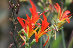 Canna indica