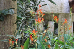 Canna indica
