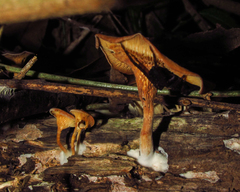 Fungi