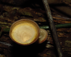 Fungi