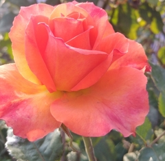 Magnoliopsida