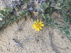 Chrysopsis gossypina