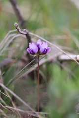 Oxytropis chinglingensis