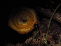 Fungi