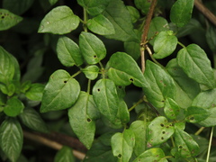 Salpichroa tristis