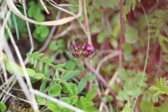 Oxytropis chinglingensis