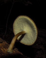 Fungi