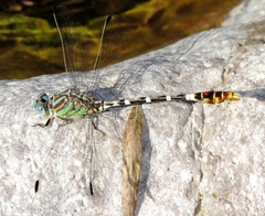 Erpetogomphus lampropeltis