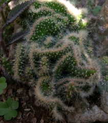 Angiospermae