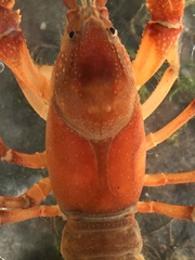 Cambarus carolinus