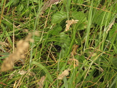 Bombus pauloensis