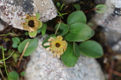 Oxygraphis glacialis