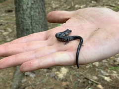 Plethodon wehrlei