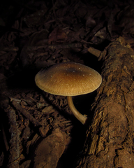 Fungi