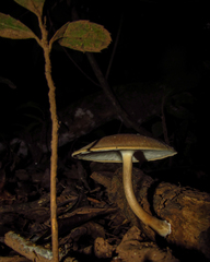 Fungi